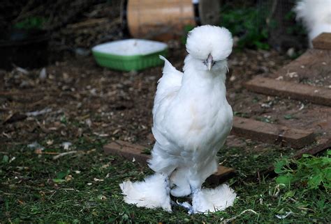 White Chickens Real Life