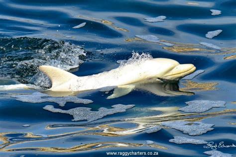 White Dolphin Leaks PORN 🍌 203 Photos