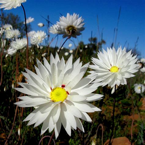 White Flores  Melbourne