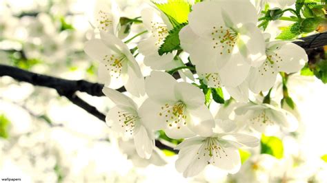 White Flores Photo Jieyang