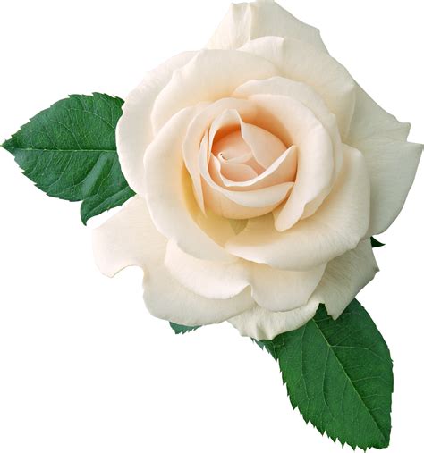 White Flower png images Klipartz