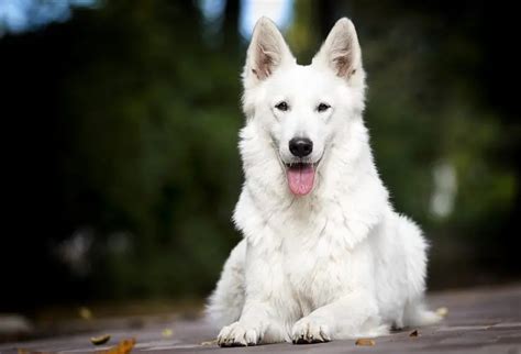 White German Shepherd Puppies For Adoption