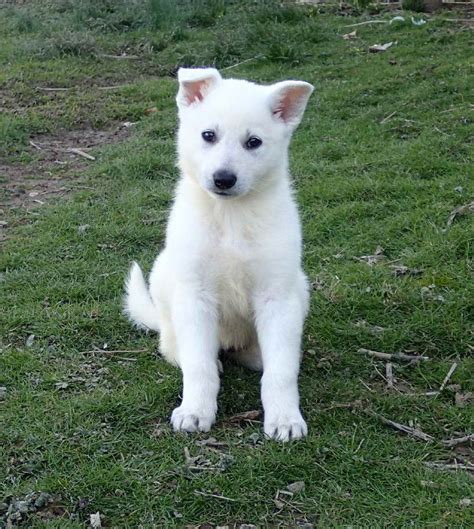 White German Shepherd Puppies Nj