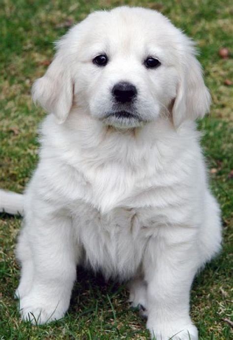 White Golden Retriever Puppy For Sale Near Me