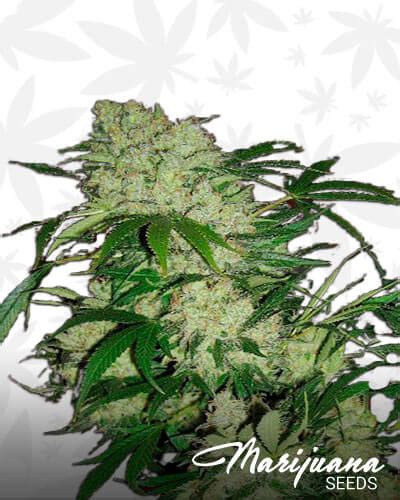 White Grizzly Marijuana Seeds - Strain Reviews - Kootenay Mountain ...