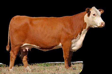 White Hawk Ranch Female & Bull Sale by American Hereford …