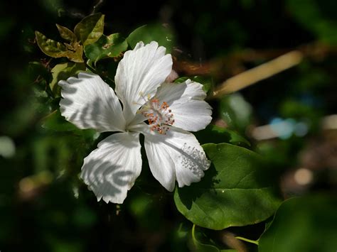 White Hibiscus Growing Guide: Step by Step Process - Jardin HQ