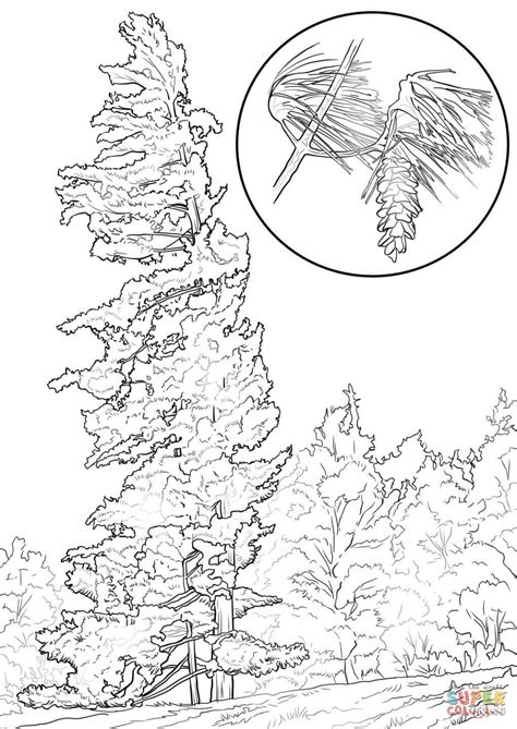White Pine Tree Coloring Pages Coloring Pages