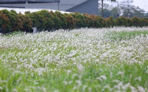 White Reed Photo Ganzhou