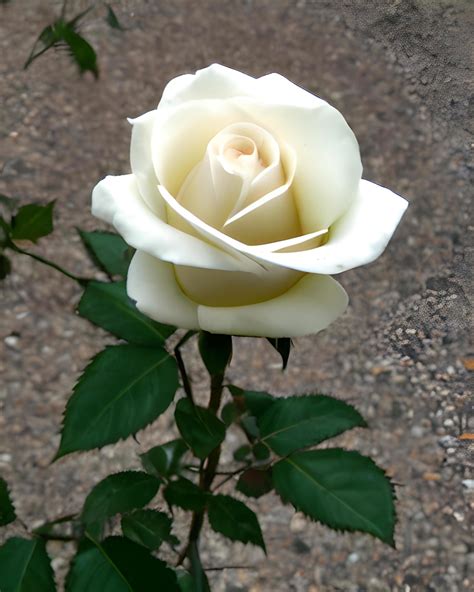 White Rose Onlyfans Leak