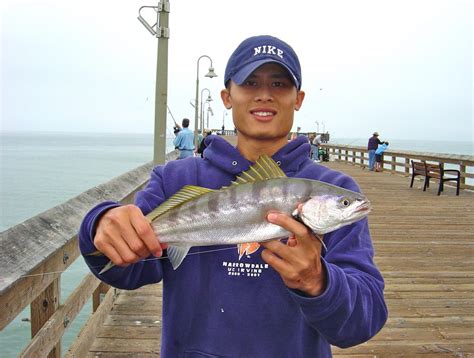 White Seabass - Pier Fishing in California