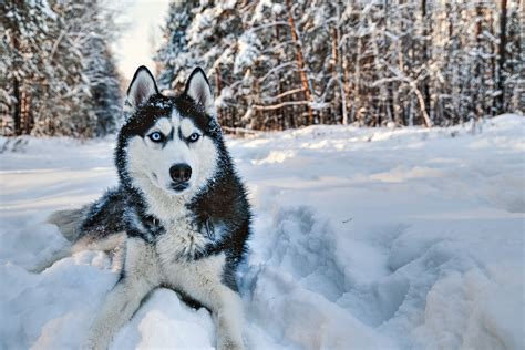 White Siberian Husky Dog Breed Info & Care in a Nutshell