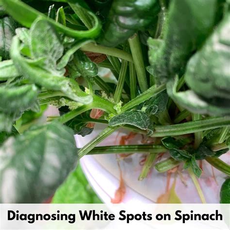 White Spots on Spinach - What are they and is it safe to eat?