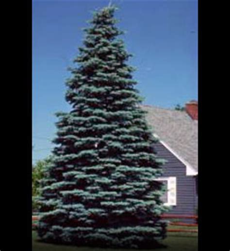 White Spruce Tree on the Tree Guide at arborday.org