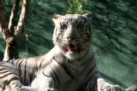 White Tiger Habitat at the Mirage - Tripadvisor