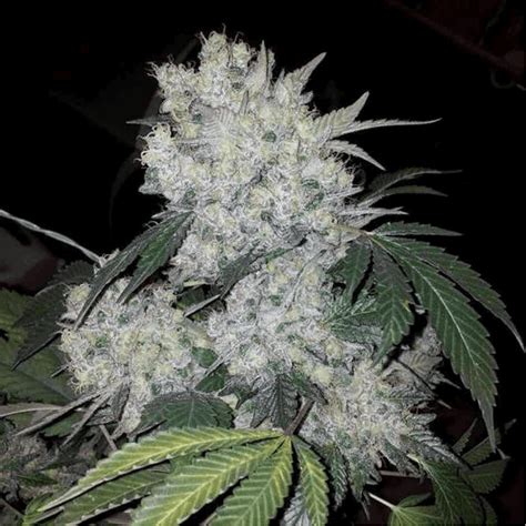 White Widow #ILGM - YouTube