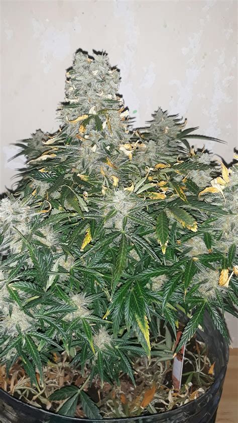 White Widow Auto » Greenhouse Seed Co., Greenhouse Seed Co ...