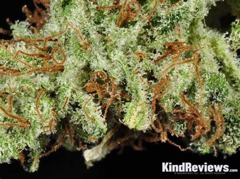 White Widow Marijuana Strain Library PotGuide