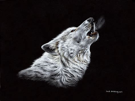White Wolf Drawing