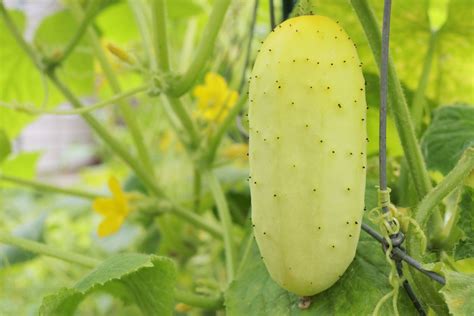 White Wonder Cucumbers Information, Recipes and Facts