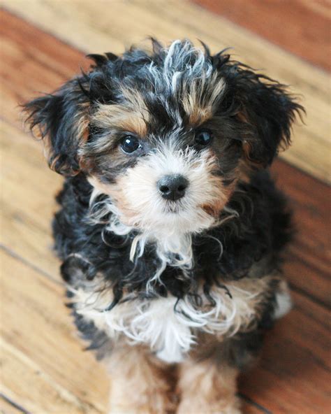 White Yorkie Poo Variety