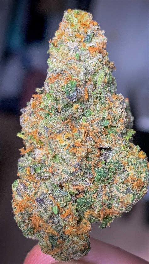 White bacio strain. THC: 15% - 22%. Gushers is a slightly indica dominant hybrid strain (60% indica/40% sativa) created through crossing the classic Gelato #41 X Triangle Kush strains. Named for the delicious candy, Gushers brings on the flavors with a combination of sour tropical fruits and rich creamy cookies in each and every toke. 