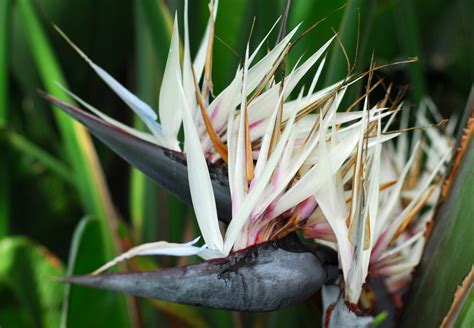 White bird of paradise flower. Strelitzia nicolai, also known as the white bird of paradise, is a tropical houseplant with impressively large leaves and beautiful, mostly white flowers with hints of blue and dark, almost black … 
