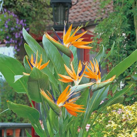 White bird of paradise plant. Learn how to grow and care for Strelitzia alba, a tender evergreen perennial with large white flowers that resemble birds. Find out its hardiness, water needs, soil preferences, and more. 