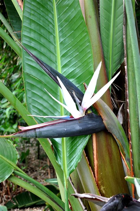 White birds of paradise plant. Outdoors, bird of paradise is an excellent patio plant. The white variety adds Palm like texture to decks, patios, and balconies. If you grow bird of paradise outdoors in a cold winter climate, you can bring it in for the winter. Bird of paradise safety: bird of paradise is not intended for human Or animal consumption. 