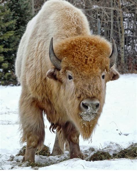 White buffalo. The White Buffalo is a sacred and revered animal in Native American mythology. It holds great spiritual significance for several tribes across different … 