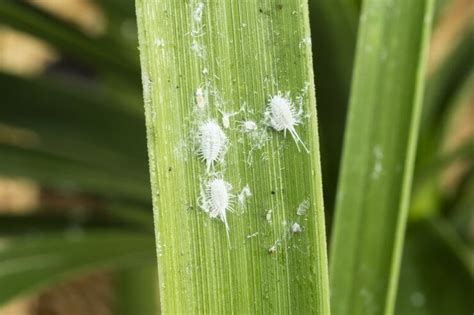 White bugs on plants. Jun 17, 2019 ... Scale insects are plant parasites. A few species can kill the host plant on which they feed. But most plants undergo a slow decline over several ... 