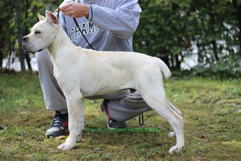 White cane corso puppies. The white Cane Corso, like any other Corso, is confident and composed. They're natural protectors, always on alert, and aware of their surroundings, making them excellent watchdogs. Yet, they can … 