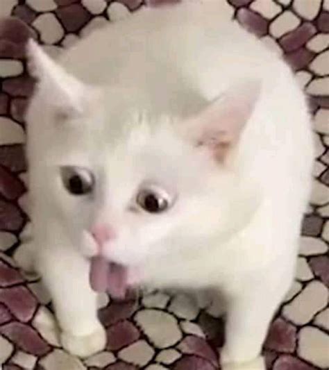 White cat throwing up meme. About. Cat Crunching, also known as Crunchy Cat, Cat Crunching, Cat Chewing or Cat Eating Something, refers to a greenscreen template of a cat crunching on something in its mouth. The original video was posted in mid-2022, and the cat is named Luna from the TikTok account Crunchycat Luna (@monkeycatluna). Many meme … 