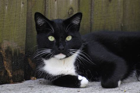 White cat with black. Jul 15, 2016 ... The Dark coloration is caused from a mutated defective form of the tyrosinase chemical, so cool parts are dark and warm parts are light. If you ... 