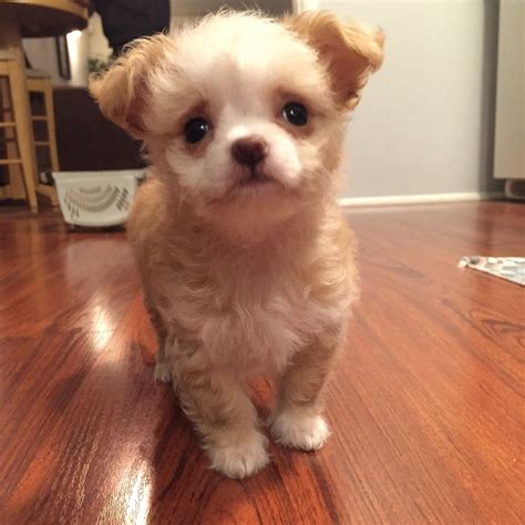 White chihuahua poodle mix. 'Chihuahua Poodle Mix' Meet the Chipoo, an endearing, spunky dog breed that comes from mixing a Chihuahua with either a Toy or Miniature Poodle. These diminutive pups … 