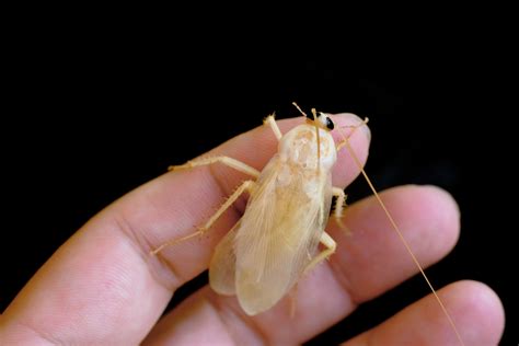 White cockroach. An Albino roach or white cockroach is a cockroach without its brown-colored exoskeleton. The roach appears white or albino, mostly between successive … 