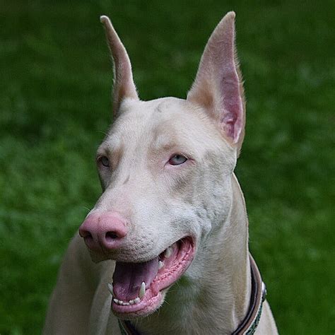 White doberman puppies. Things To Know About White doberman puppies. 