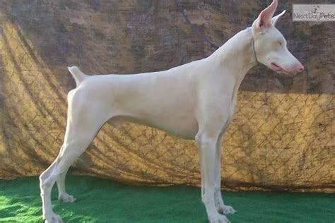White doberman puppies for sale. Good Dog is your partner in all parts of your puppy search. We’re here to help you find Doberman Pinscher puppies for sale near New York from responsible breeders you can trust. Easily search hundreds of Doberman Pinscher puppy listings, connect directly with our community of Doberman Pinscher breeders near New York, and start your journey ... 