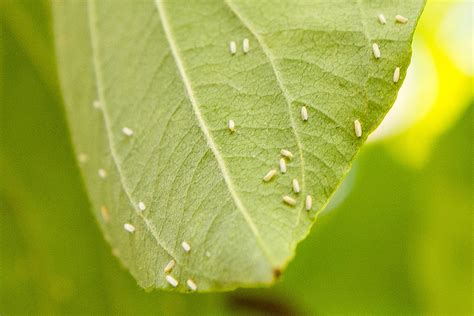 White flies on plants. Things To Know About White flies on plants. 