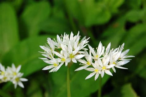 White flower weed. 1. Common Boneset (Eupatorium perfoliatum) 2. Mayweed – German Chamomile (Matricaria) 3. Wild Madder (Galium mollugo) 4. Yarrow (Achillea … 