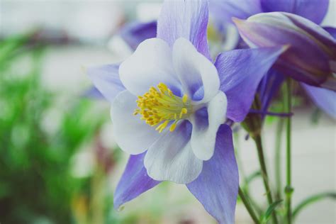 White flowers with purple edges in a garden. CanStock