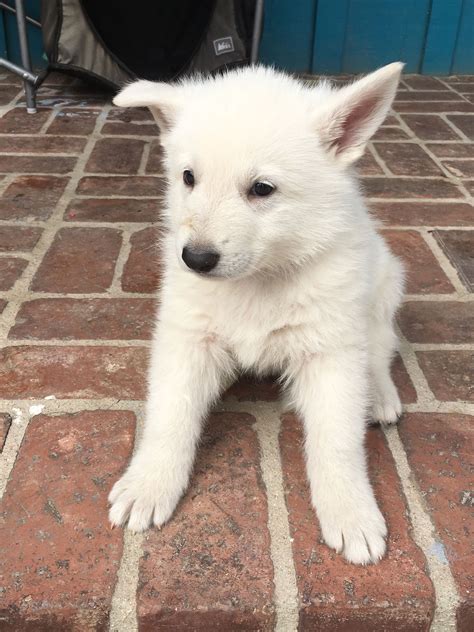White german shepherd for sale. The White German Shepherd has the same physical characteristics as other German Shepherds in terms of body shape and stature. They typically stand anywhere from 24 to 26 inches in height, and can weigh anywhere from 70-100 lbs depending on their bloodline. 