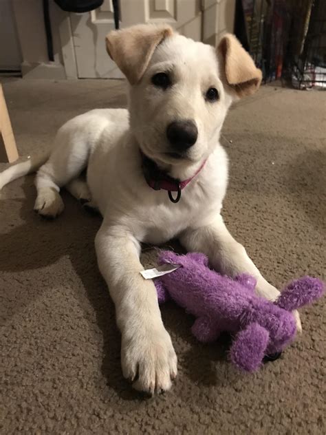 White german shepherd lab mix puppies. Finn is a high energy lab/shepherd puppy at about 9 months old. He will need time to decompress in an active and ... German Shepherd mix. Forsyth County, Winston ... 