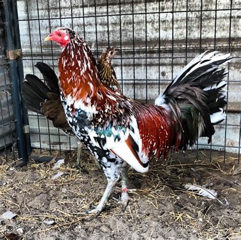Mediterranean, roosters, complete skins, neck hackles black with white tips, saddle hackles dark furnace, black stems, rest of feathers mix of colors, white, furnace, black, ~green, gray etc., #1 select quality. Gorgeous skin. Beatiful color... $39.95 /ea S-3311 More about this lot > Chicken Feathers, Hackles: 3010-9971. 