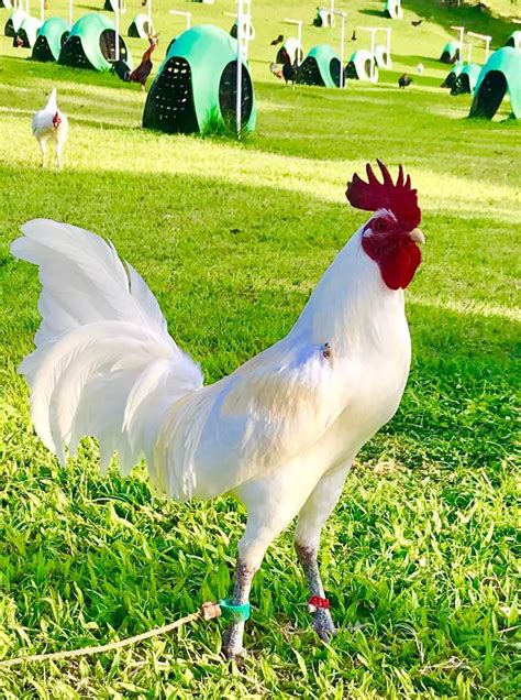 Unlike most other fowl, the American Game chicken is broken down into strains. Albany, Butcher, Claret, Hatch, Kelso, Roundhead, Sweater and Whitehackle are some of the most popular strains. The names of strain originated from people that performed well in the pits (with the birds they made themselves through selective breeding).. 