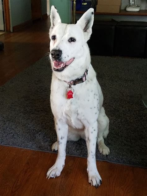 White heeler mix. Things To Know About White heeler mix. 