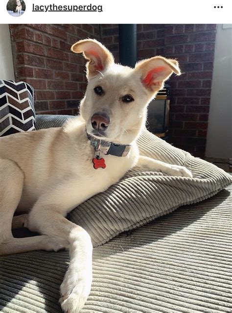 White husky lab mix. Things To Know About White husky lab mix. 