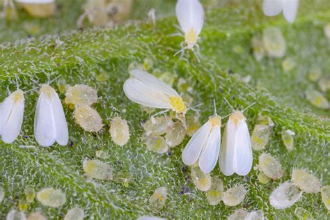 White insects on plants.  Prevent whitefly problems by reducing dusty conditions...