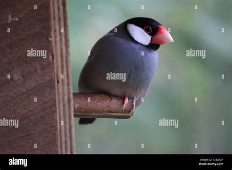 White java sparrow hi-res stock photography and images - Alamy