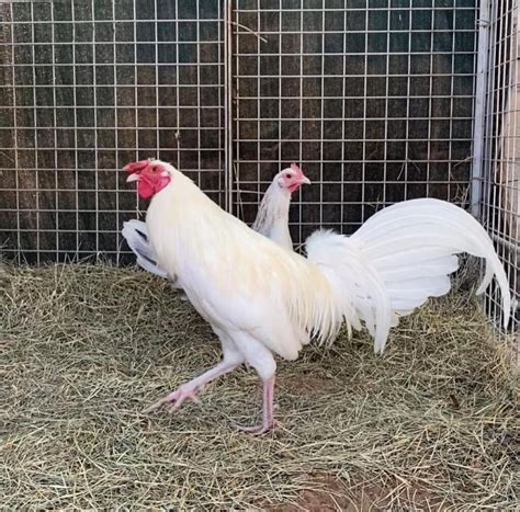 Gamefowl. I have for sale. A trio of mil sims black greys asking 250$ for the trio the cock is around 2 years old the hens 2 years old good breeding trio I also have. A pair of spangled bates hatch for sale the rooster around 2 years old the hen around 2 asking 250$ for the pair also have. A trio of white kelso rooster 2 years old and..